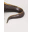 Sculpture iguane en laiton doré 41 po grandeur nature - Reptile réaliste | Décoration intérieure