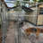 Backyard Dog Kennel Outdoor Pet Pen Chain Link Fence 20'x10'x6' i.e. 3x6 Meters
