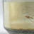 Alchemy Glass Table Vase 1-55332346
