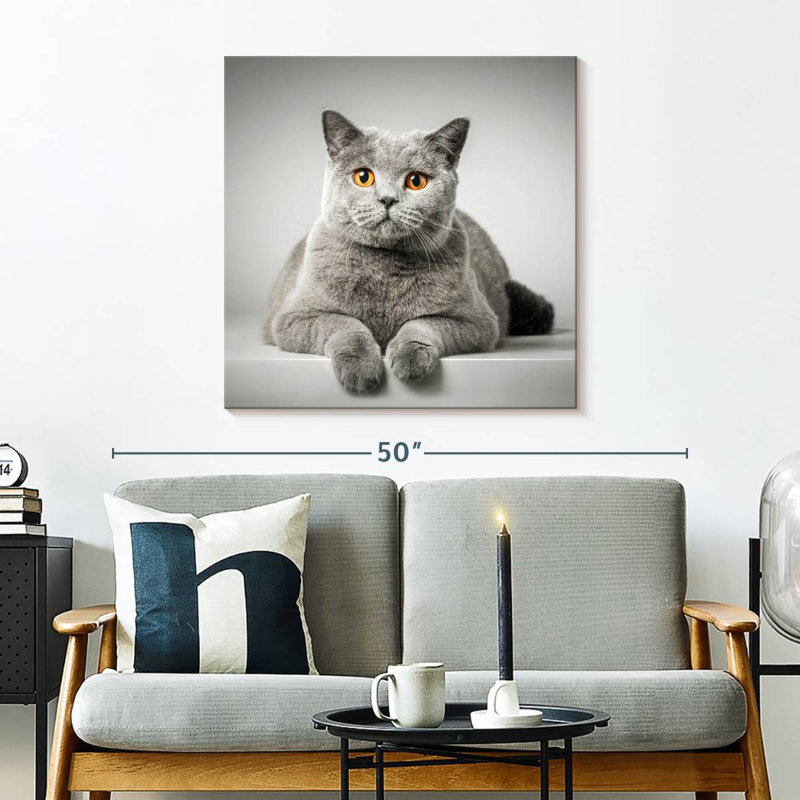 Chat à poil court Crowle, H 30 po x l 30 po