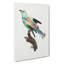 Abyssinian Roller Bird - Wrapped Canvas Painting-55368814