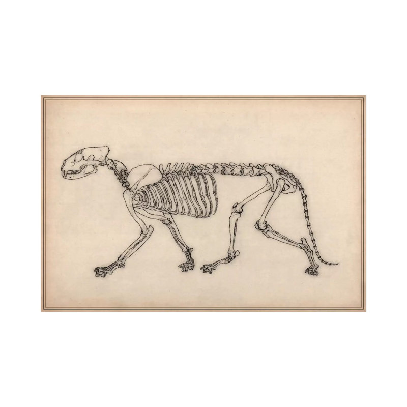 Tiger Skeleton Anatomy Drawing - Wrapped Canvas Painting