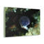 No Frame Print on Canvas-822111602