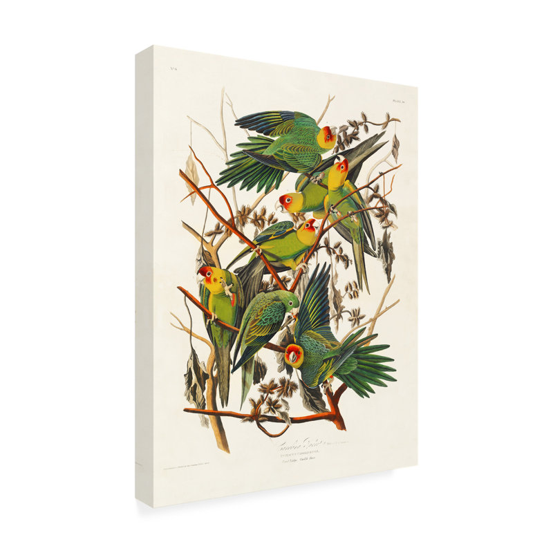 Perroquet de Caroline d'oiseaux d'Amérique 1827, H 19 po x l 14 po x P 2 po