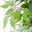 Ficus artificiel 5 pi / 6 pi - Topiaire artificiel avec tronc torsadé, auvent sphérique multicouche, feuilles de soie réalistes et pot blanc pour la décoration de salon de bureau-130830650