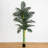 Golden Cane Palm Tree