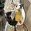 Customer photo 2 of 2