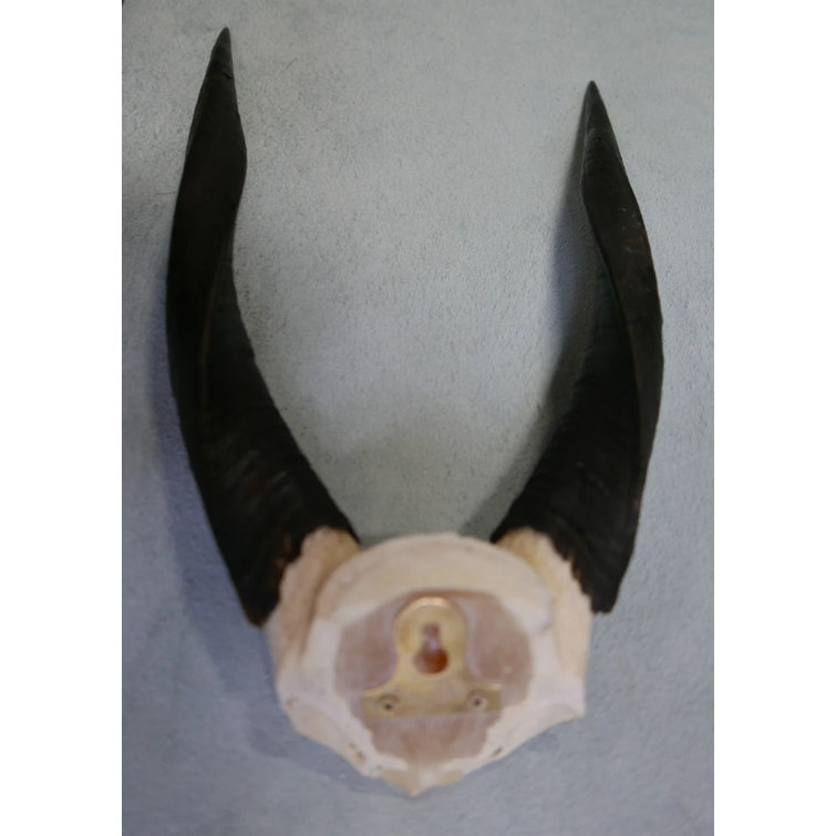 Loon Peak® Real Bushbuck Antelope Skull 