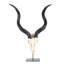 Mounted Kudu Skull-72652158