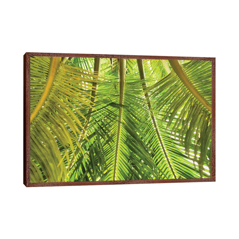 Green Palm Fronds by Mark Paulda - Print on Canvas, 45.72cm H x 66.04cm W x 3.81cm D, Classic Brown Wood Floater Framed