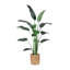 6' Bird of Paradise Tree with Bamboo Planter