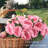 Peony Bundle Arrangement - 5pcs-772012306