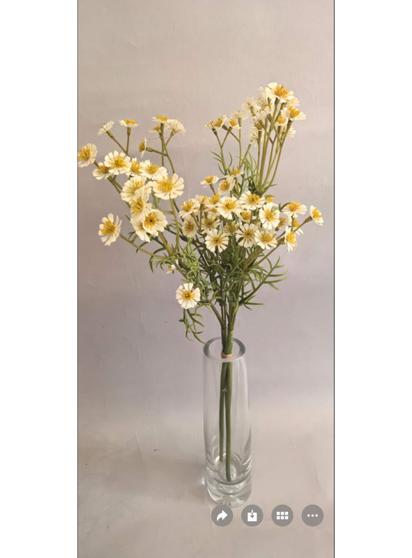 Daisy Bundle