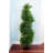 43'' Faux Cedar Topiary in Planter