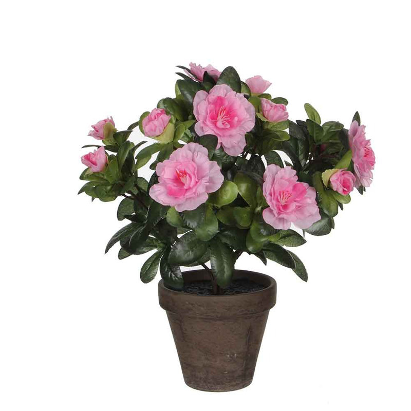 Azalea Arrangement in Pot, Grey/Pink