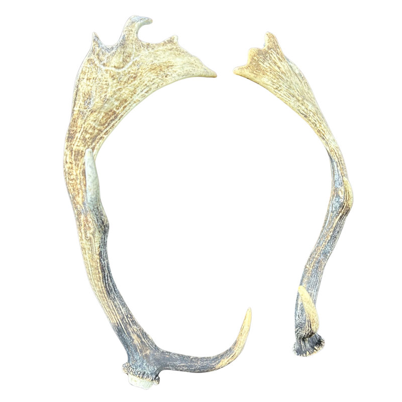 Real Fallow Deer Antler Set