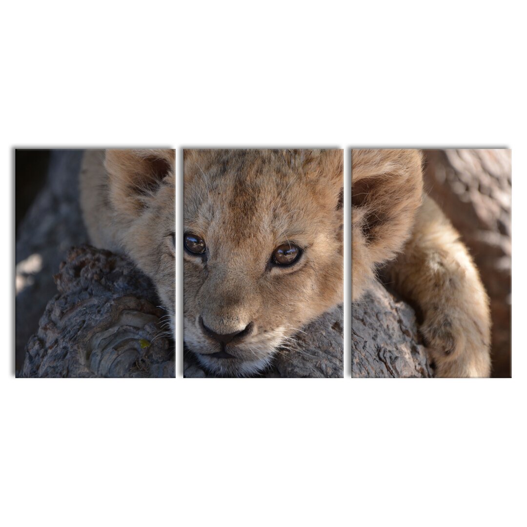 3-tlg. Leinwandbilder-Set Sweet Lion Cub