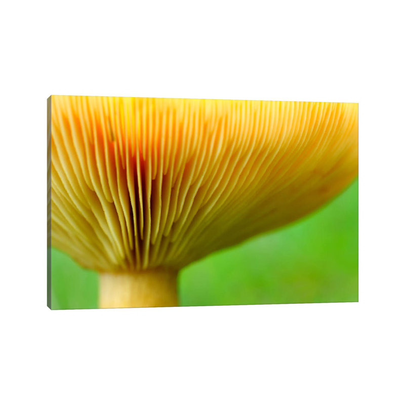 Fenugreek Milk Cap Bottom Of Fenugreek Milkcap Cap, Haute-Savoie, France by Andre Gilden - Wrapped Canvas Print