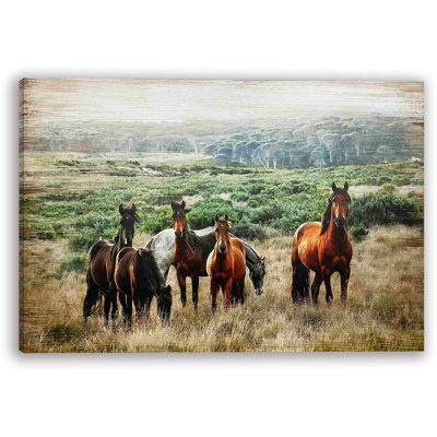 " Horse In Wild "