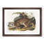 American Wildcat by J.W. Audubon - Single Picture Frame Painting-55544546-55544542