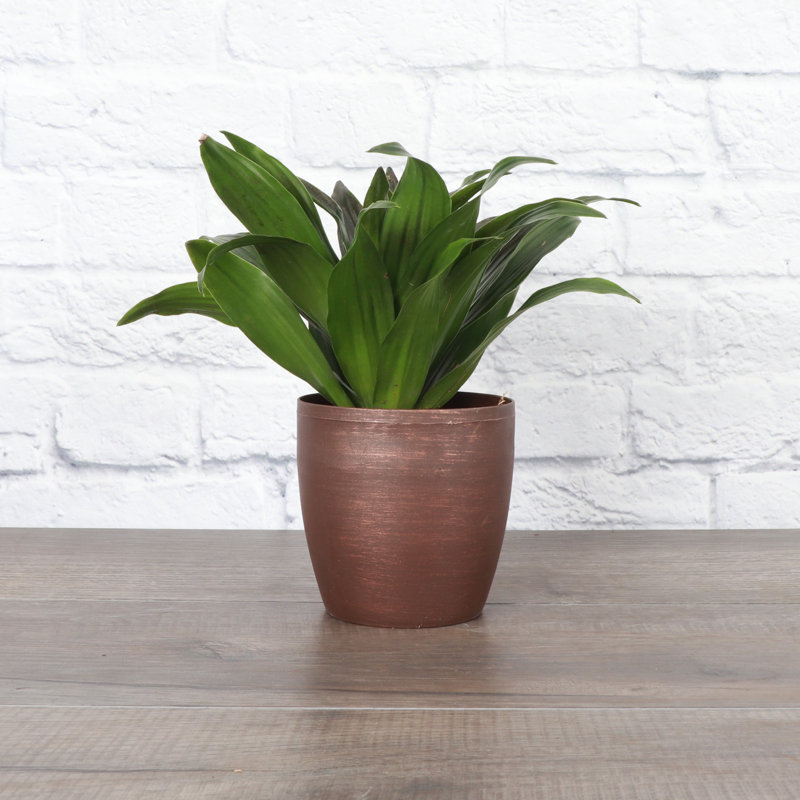 Dracaena Plant in Pot, Copper