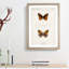 Atlantis Fritillary Butterfly by S.F. Denton - Framed Print-55456978-55456979
