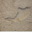 6" x 6" SeaStone Whole Medallion Tile in Buff