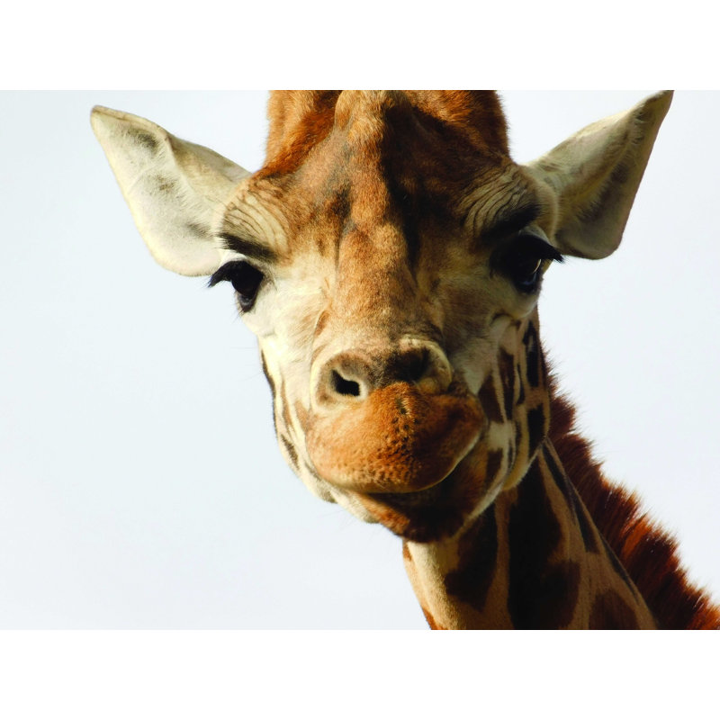 " Giraffe Smirk ", 36" H x 48" W  