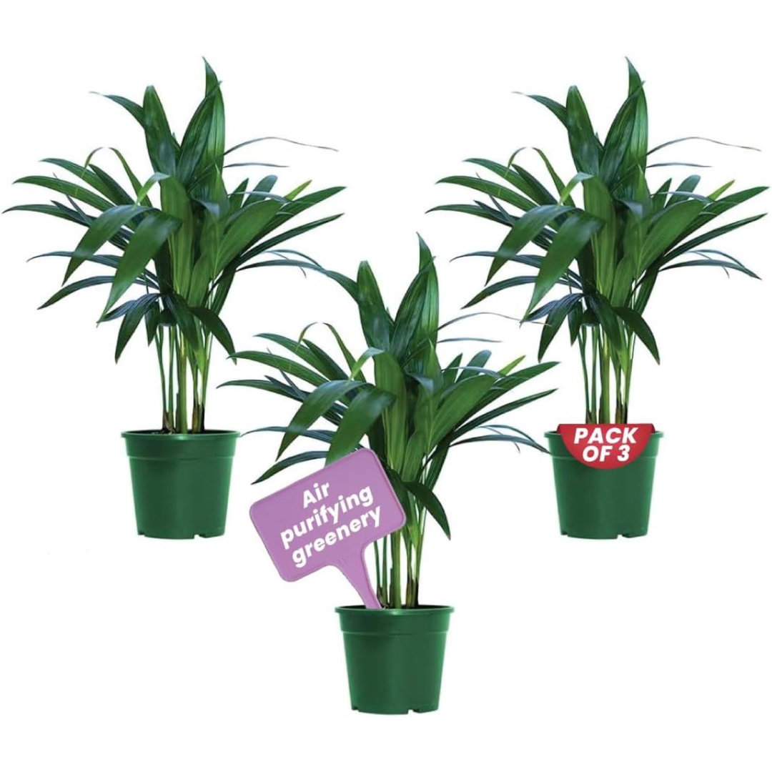 Bundles American Plant Exchange Areca Palm Tree, 4-Inch 3 Pack, Lush Greenery, Indoor/Outdoor American Plant Exchange