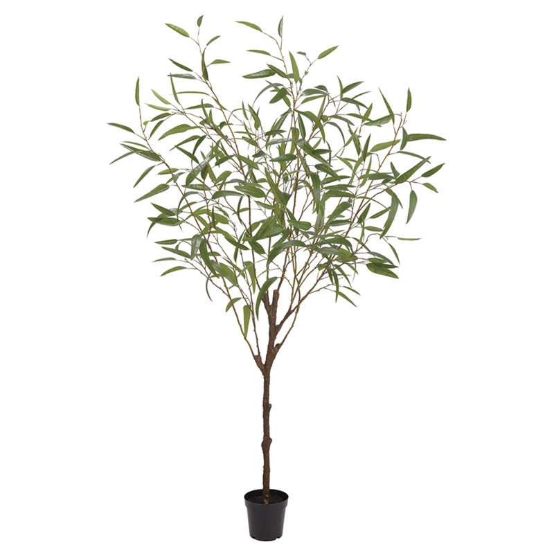 70 po EUCALYPTUS ARBRE EN POT