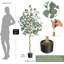 Eucalyptus artificiel avec feuilles de dollar argent