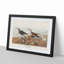 Red-Backed Sandpiper by John James Audubon - Picture Frame Painting Print-55598138-55598141