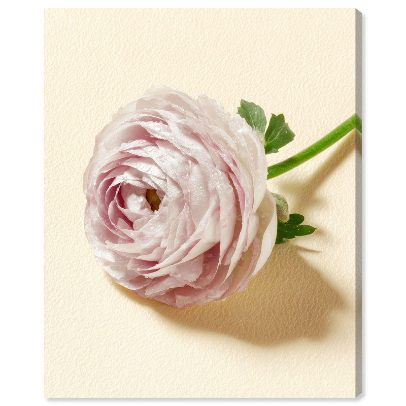 "Blush Bone", reproduction d'art sur toile par Art Remedy, 30 x 36, 30"H x 36"W, Gallery Wrapped