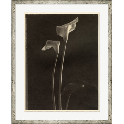 Sepia Flowers 1 Print