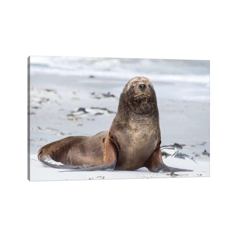 Young South American Sea Lion Bull On Sandy Beach. South America, Falkland Islands. by Martin Zwick - Wrapped Canvas Print