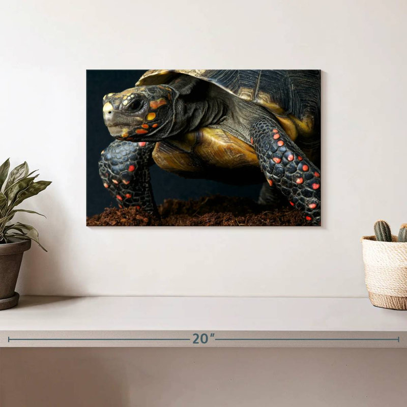 Red Footed Tortoise Species, 8" H x 12" W