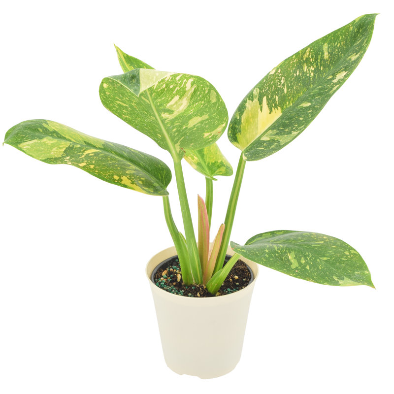 4" Philodendron Green Congo Variegated