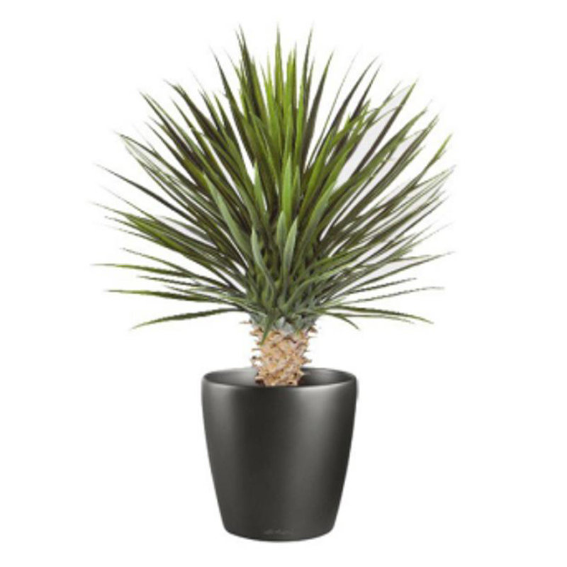 Annistyn 75cm Faux Dracaena Tree in Pot