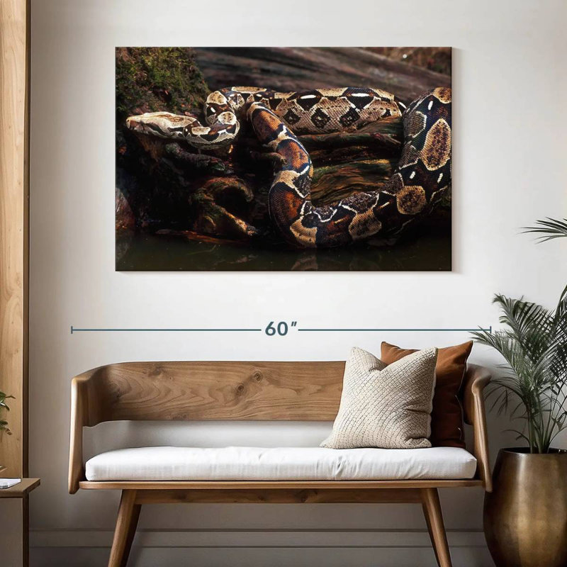 Brampt Columbia Red Tail Boa, 32" H x 48" W