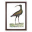 Brazilian Curlew Bird by George Shaw - Picture Frame Painting Print-55621398-55621397