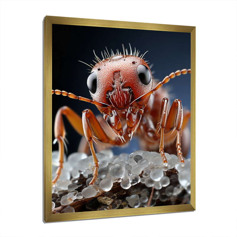 Mackinsey Ant Delicate Explorer II, reproduction d'art sur toile, H 44 po x l 34 po x P 1,5 po, Encadrement doré