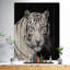 Staring Bengal White Tiger - reproduction de photo sur toile-35105311-35105316