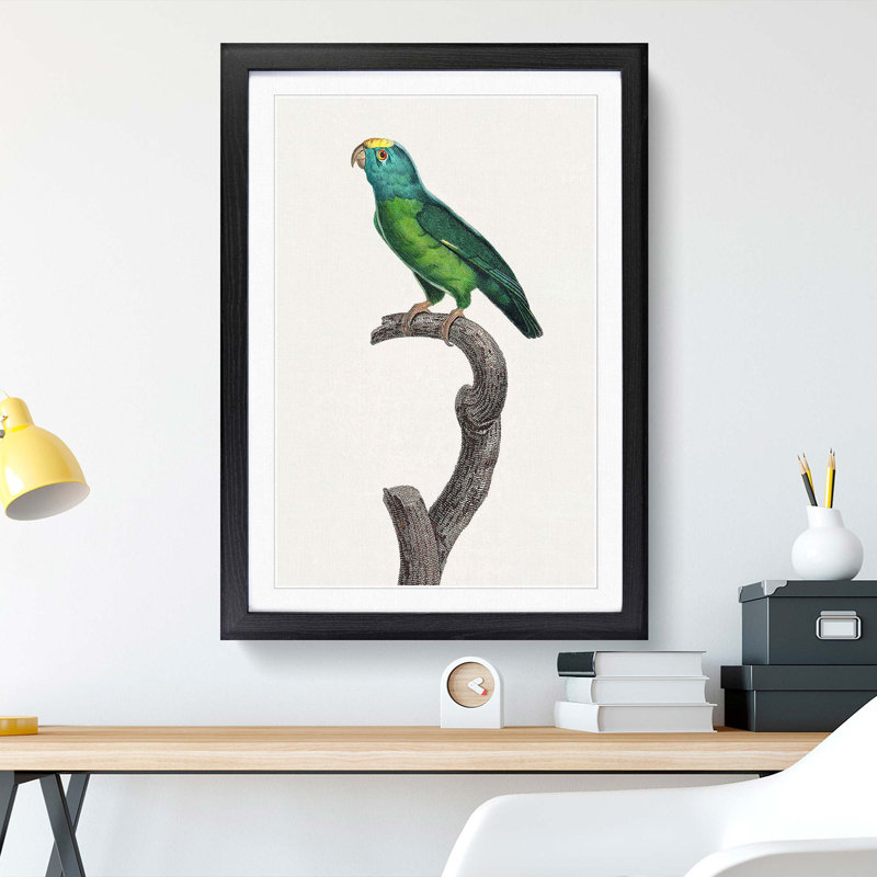 Tui Parakeet by F. Levaillant - Picture Frame Painting Print, 65cm H x 48cm W x 2cm D, Black Framed