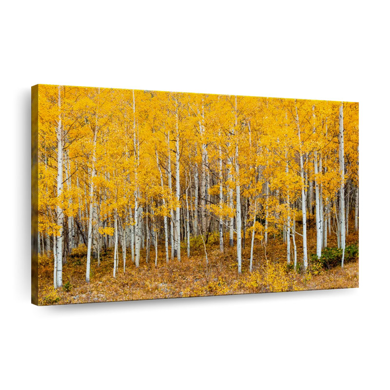 Colorado Aspen Forest, reproduction sur toile, H 30 po x l 45 po x P 1,25 po