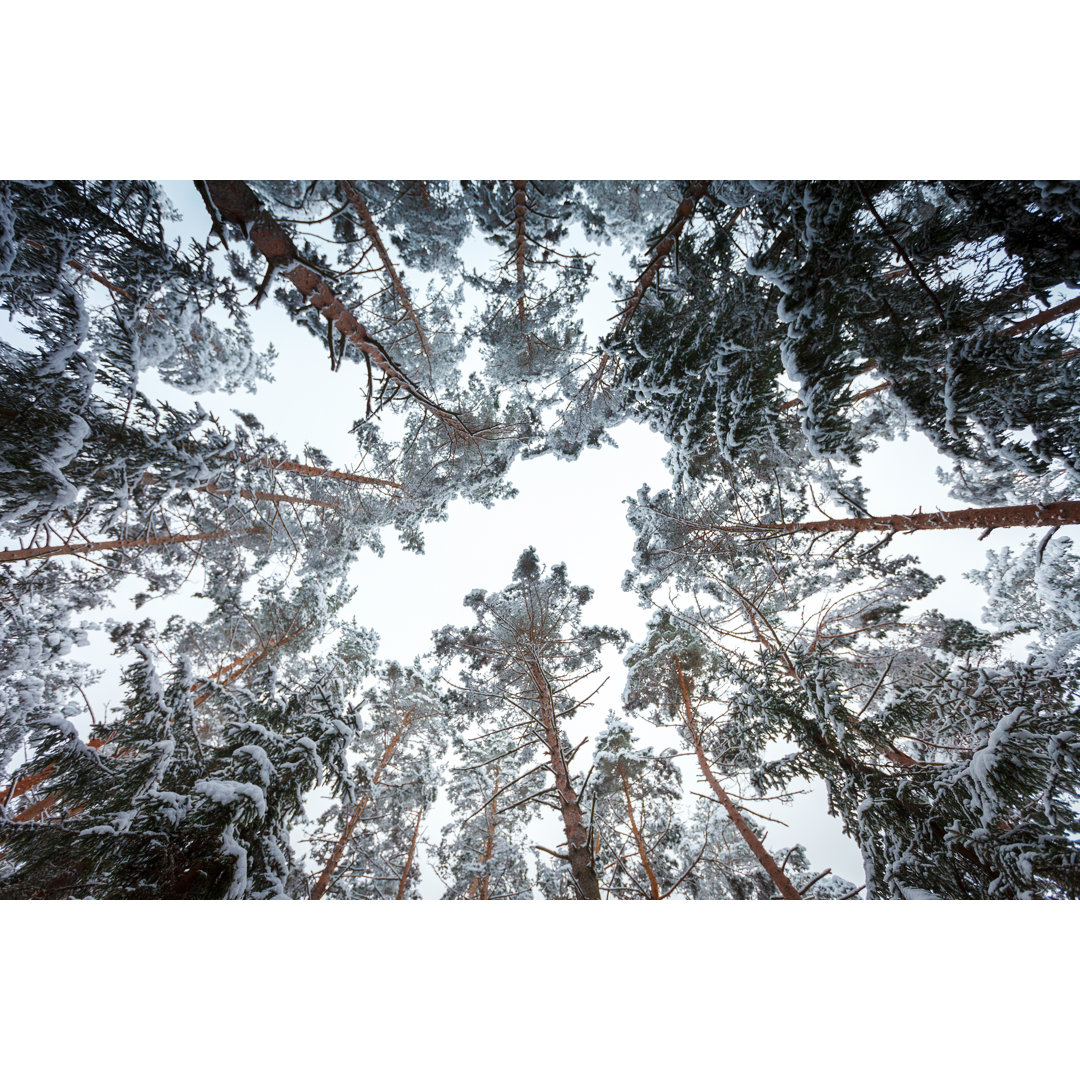 Winterwald von Druvo - Druck