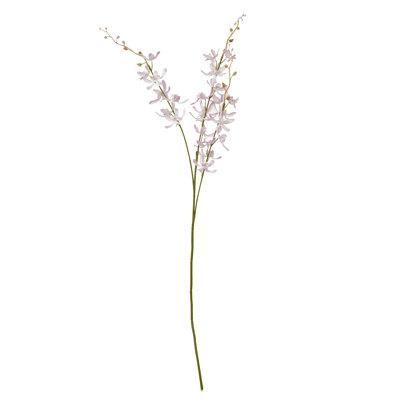 Anastasija Arrangement