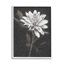 Dahlia en fleurs sur fond noir, estampe numérique texturée par Nina Blue-307545785-307545784