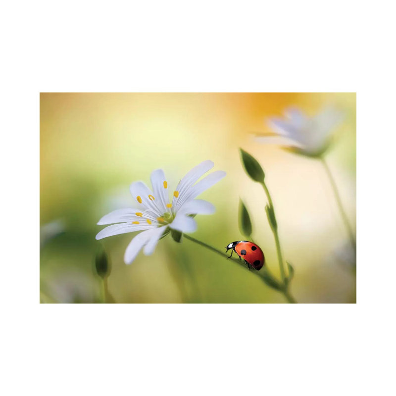 Summer Beauties by Mandy Disher - Wrapped Canvas Print, 66.04 cm H x 45.72 cm W x 1.91 cm D