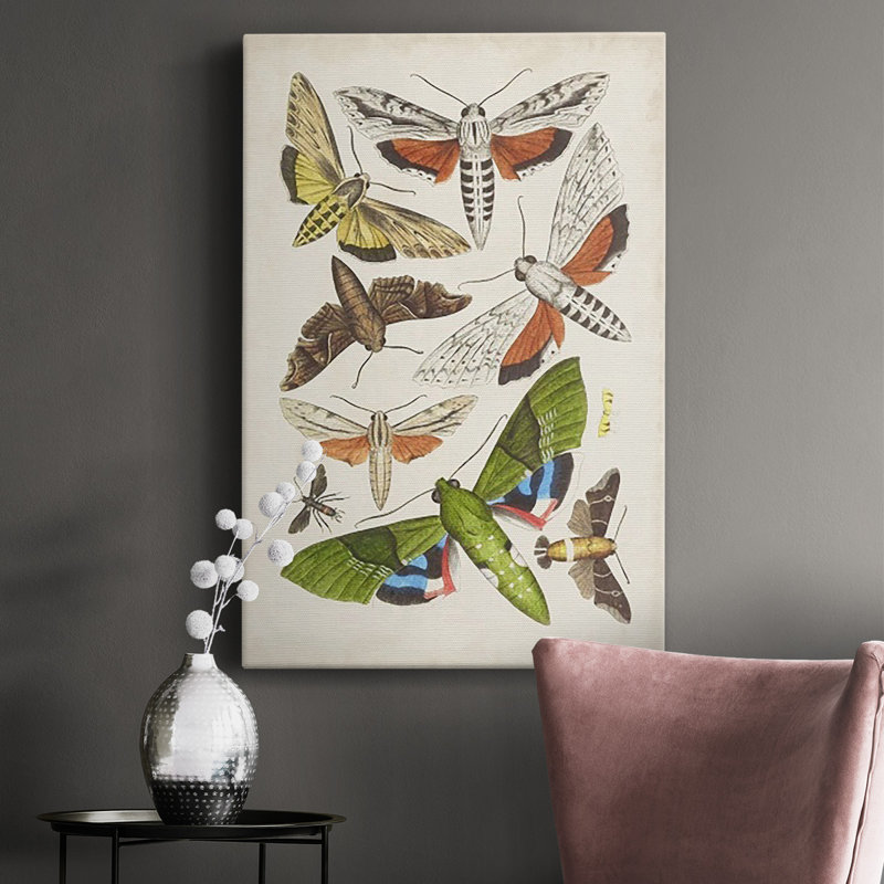 Toile tendue avec châssis de qualité supérieure Antique Moths II - prête à être accrochée, H 18 po x l 12 po x P 1 po