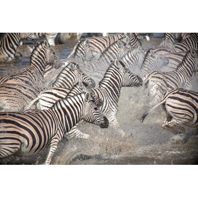 Group Of Zebras by 2630ben - Wrapped Canvas Print